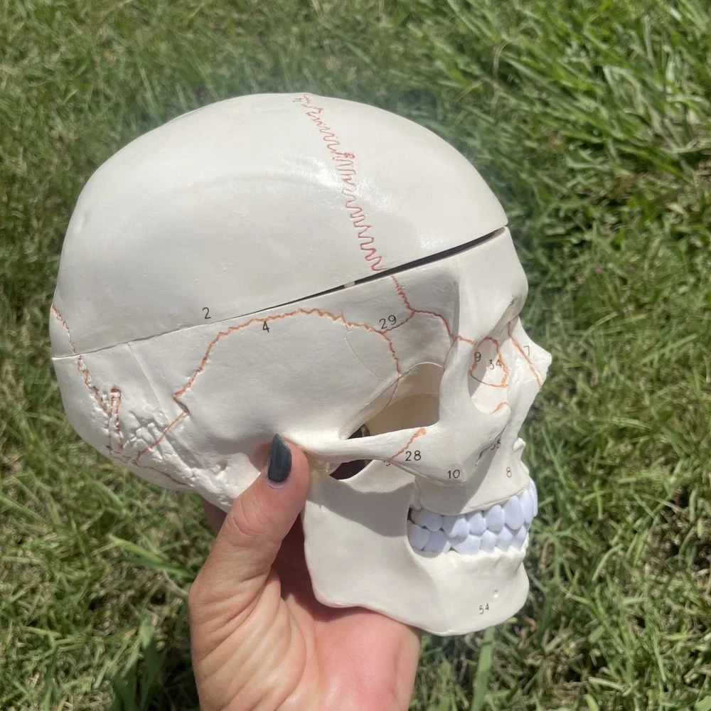 Classroom Study Human Skull Model Life‎ Size Adult Anatomy Skeleton Removeable